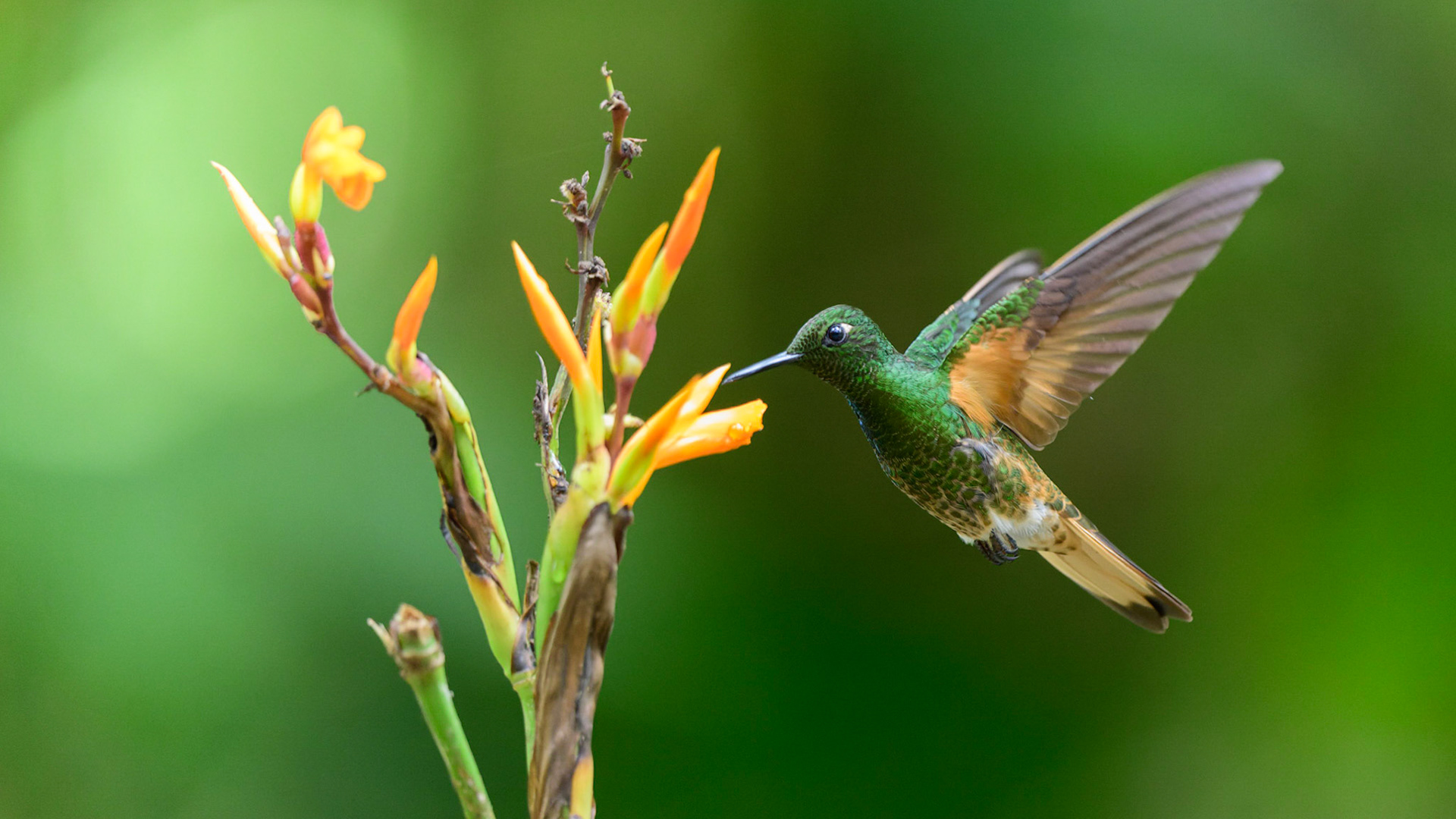 Buff-tailed Coronet, Boissonneaua flavescens