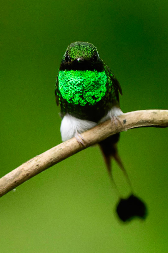 White-booted Racket-tail, Ocreatus underwoodii
