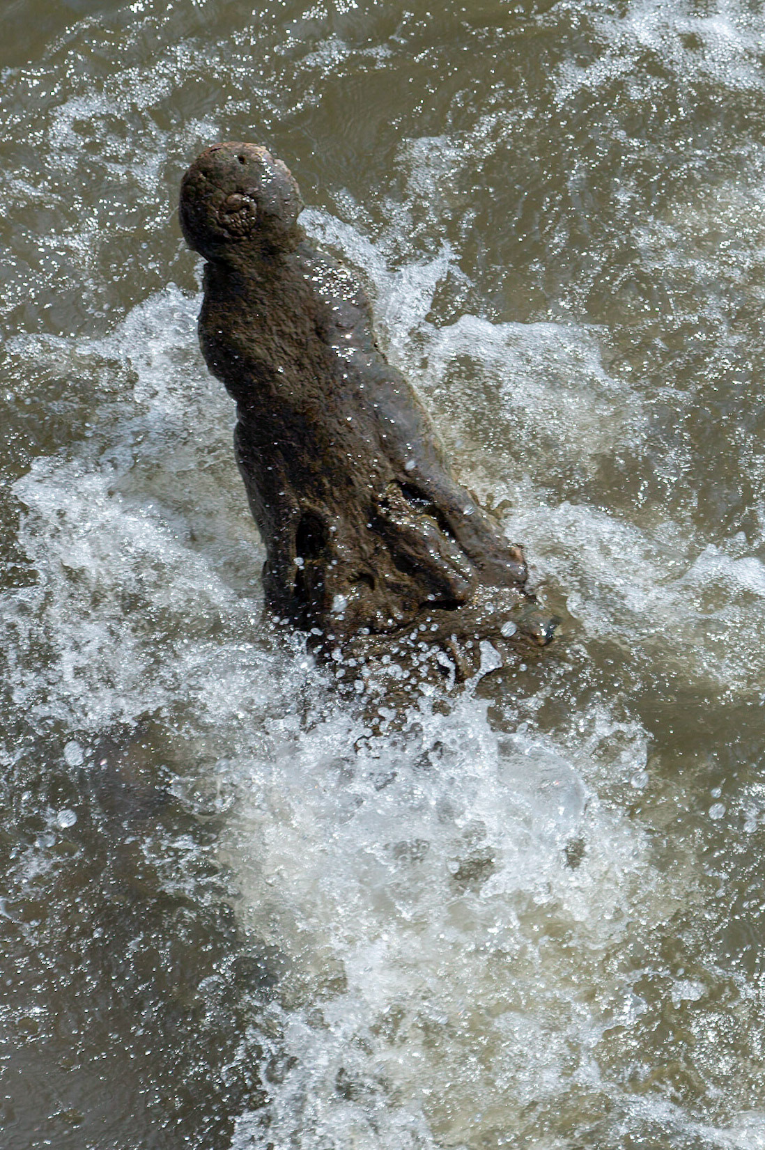American Crocodile, Crocodylus acutus