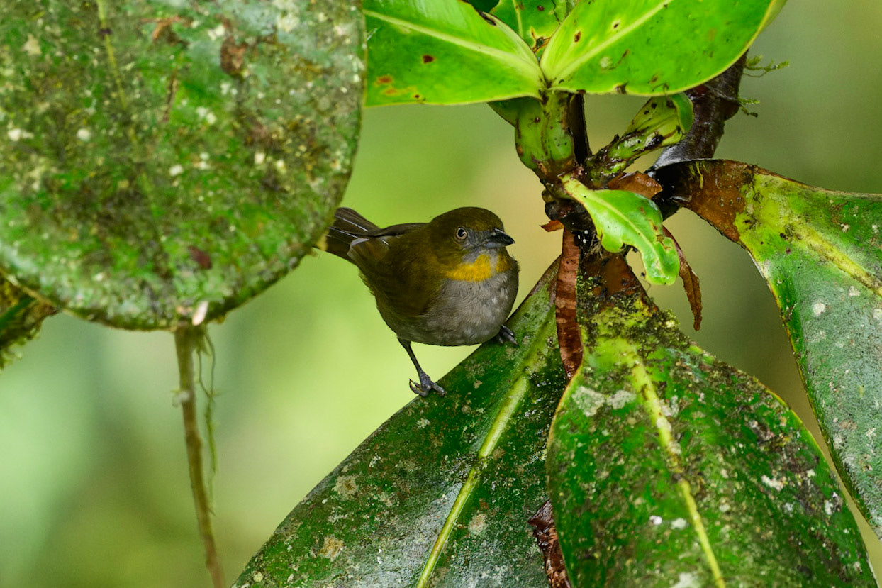 Ashy-throated Chlorospingus, Chlorospingus canigularis