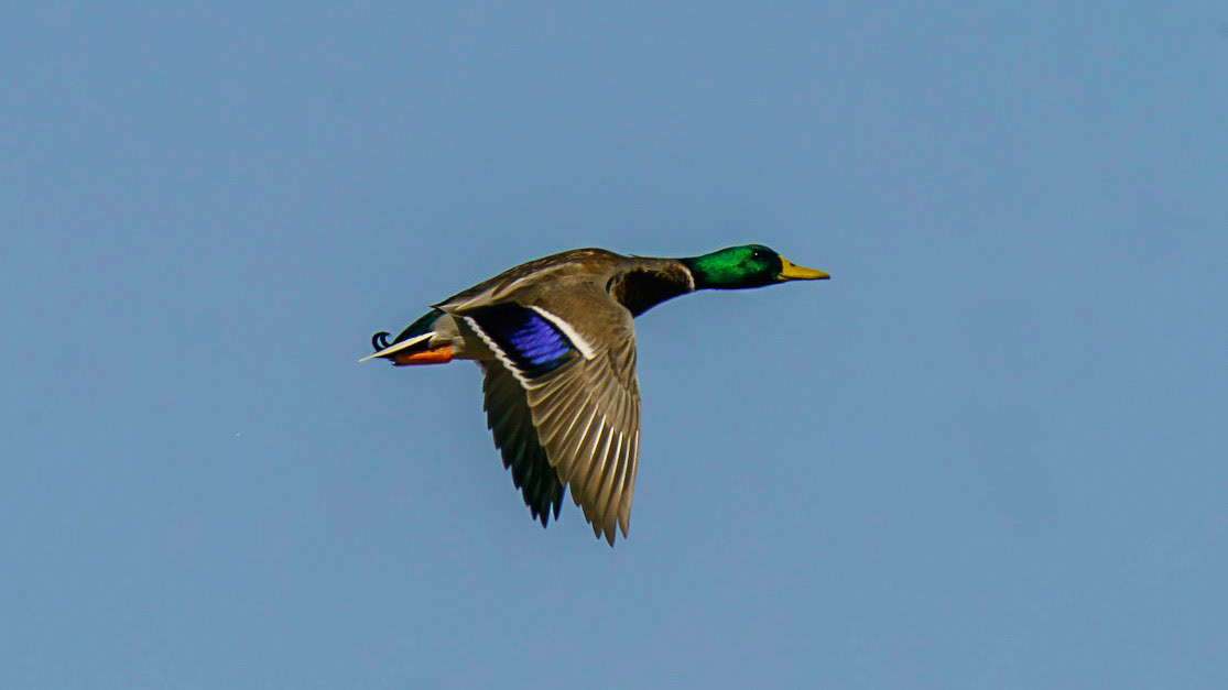 Mallard (Male), Anas platyrhynchos