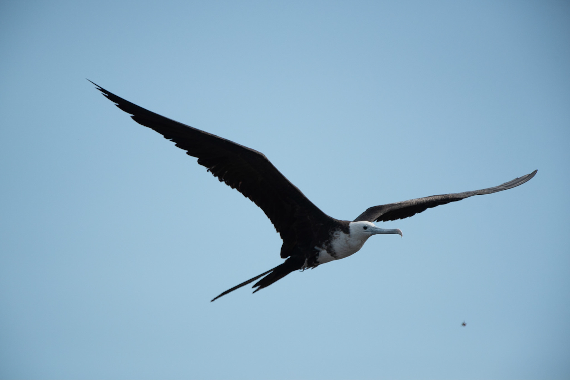 Magnificent Frigatebird in flight - Costa Rica