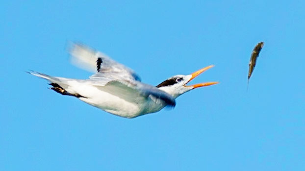 Royal Tern, Thalasseus maximus