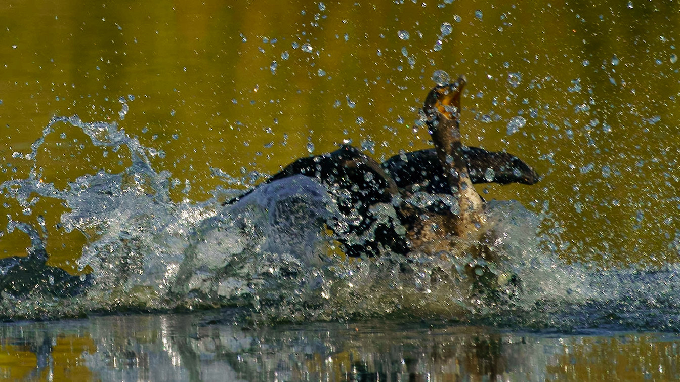 Double-crested Cormorant (Female), Nannopterum auritum