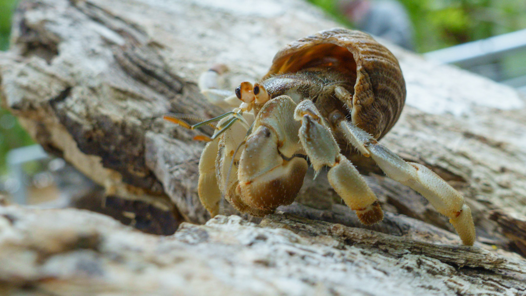 Pacific Hermit Crab, Coenobita compressus. AKA Ecuadorian Hermit Crab