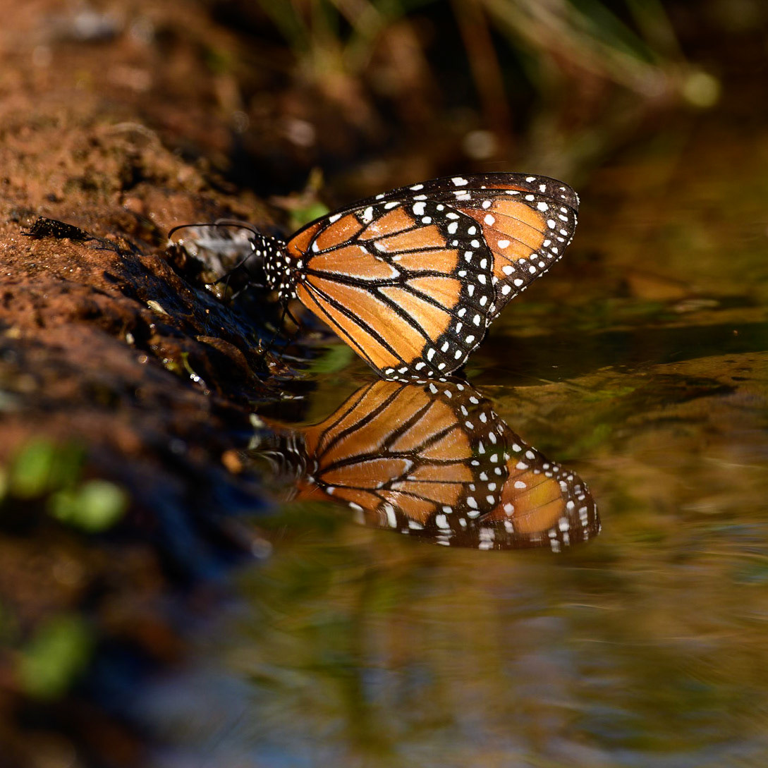 Monarch Butterfly, (Danaus plexippus