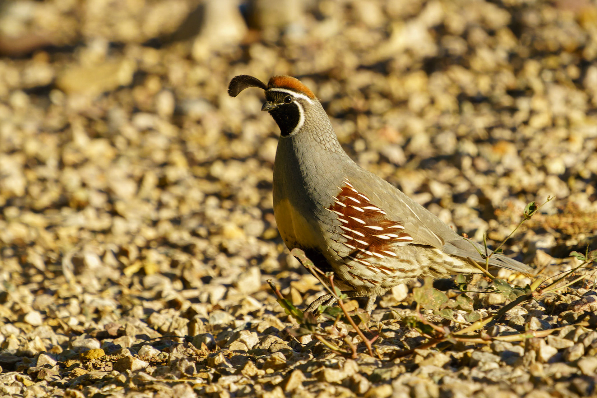 Gambel's Quail, Callipepla gambelii