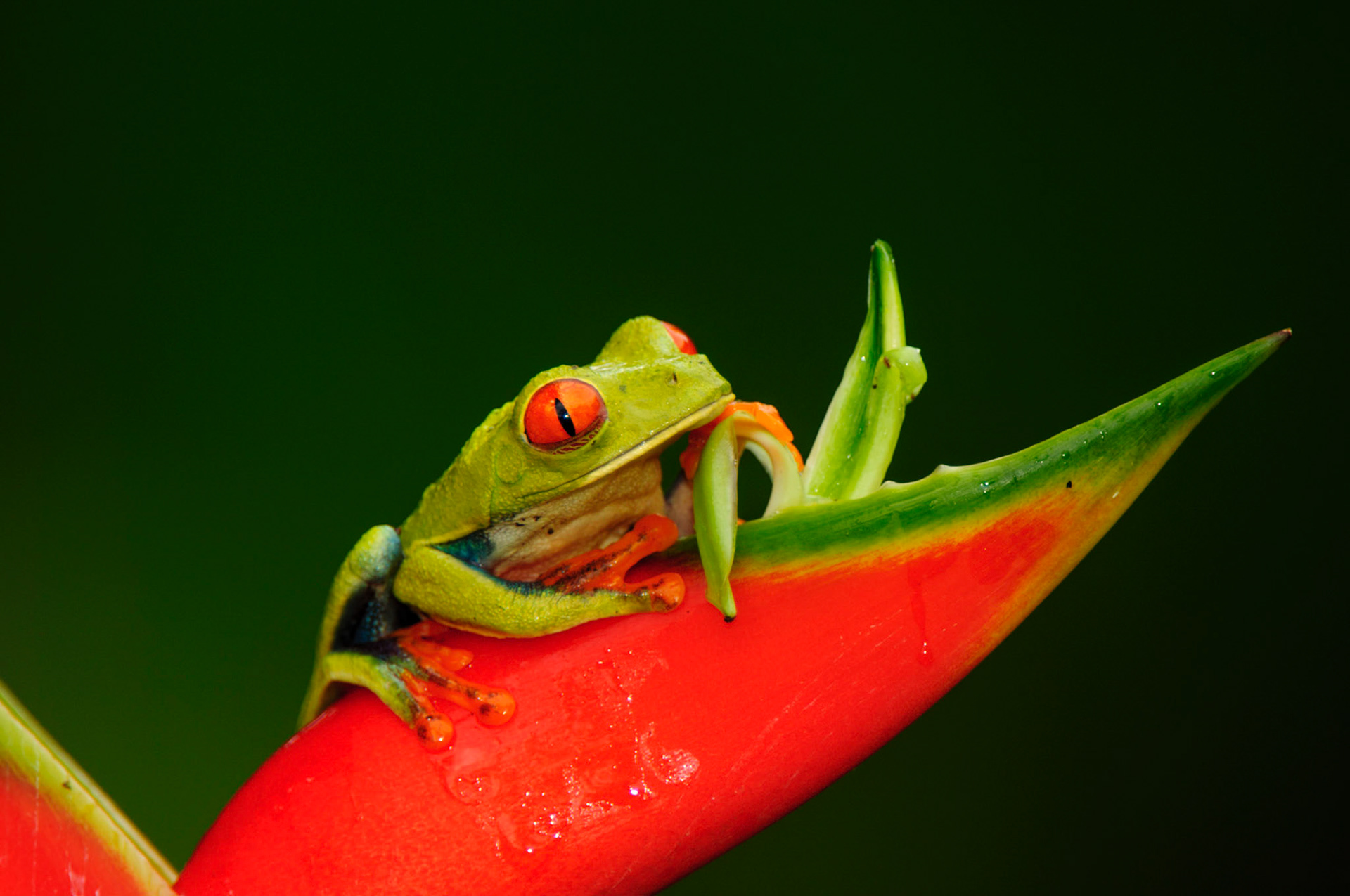 Red-eyed Treefrog, Agalychnis callidryas. Heliconia orthotricha cv. Imperial