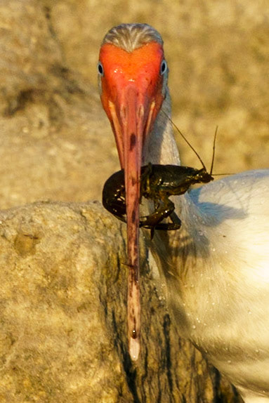 White Ibis, Eudocimus albus