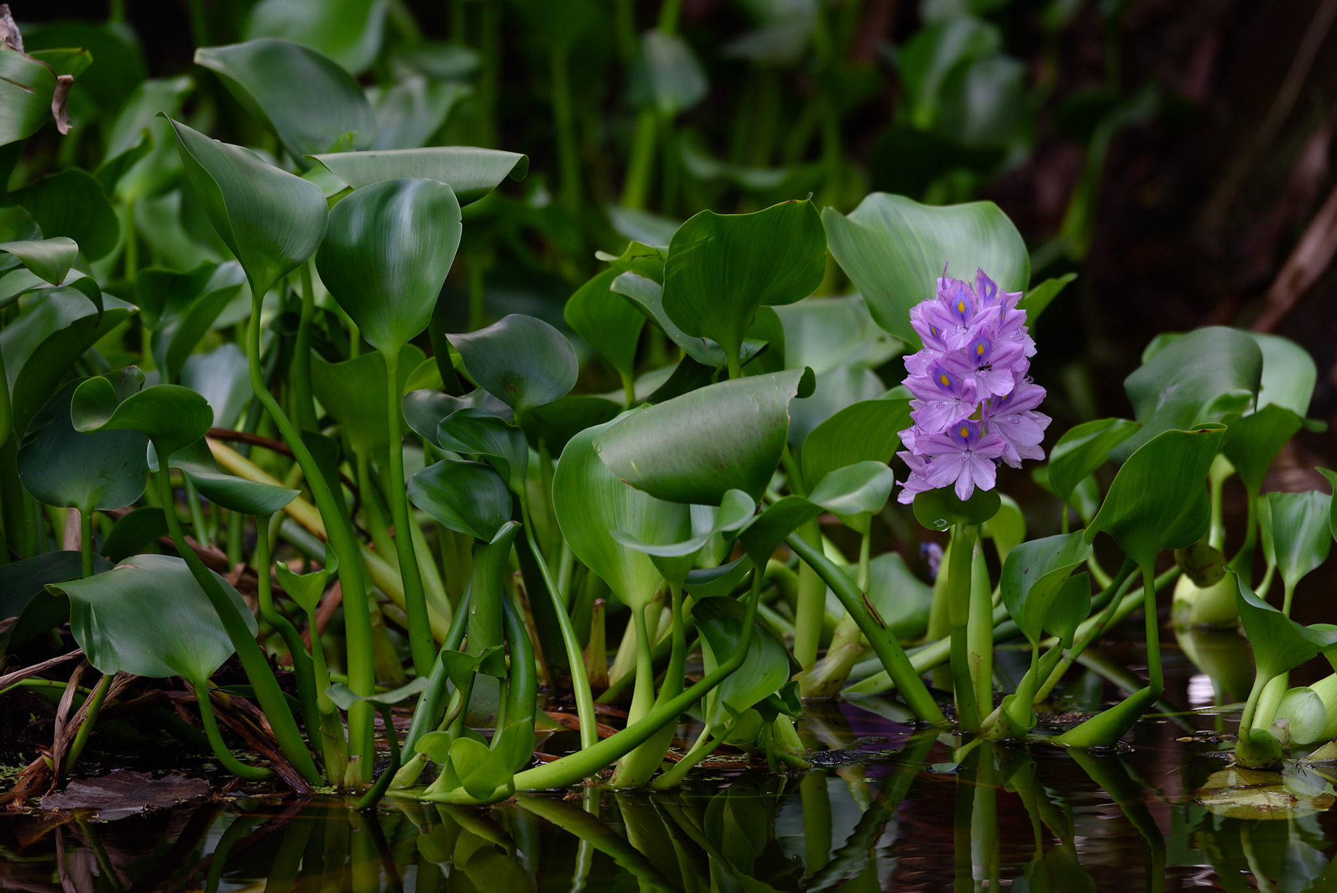 Common Water Hyacinth, Pontederia crasipes