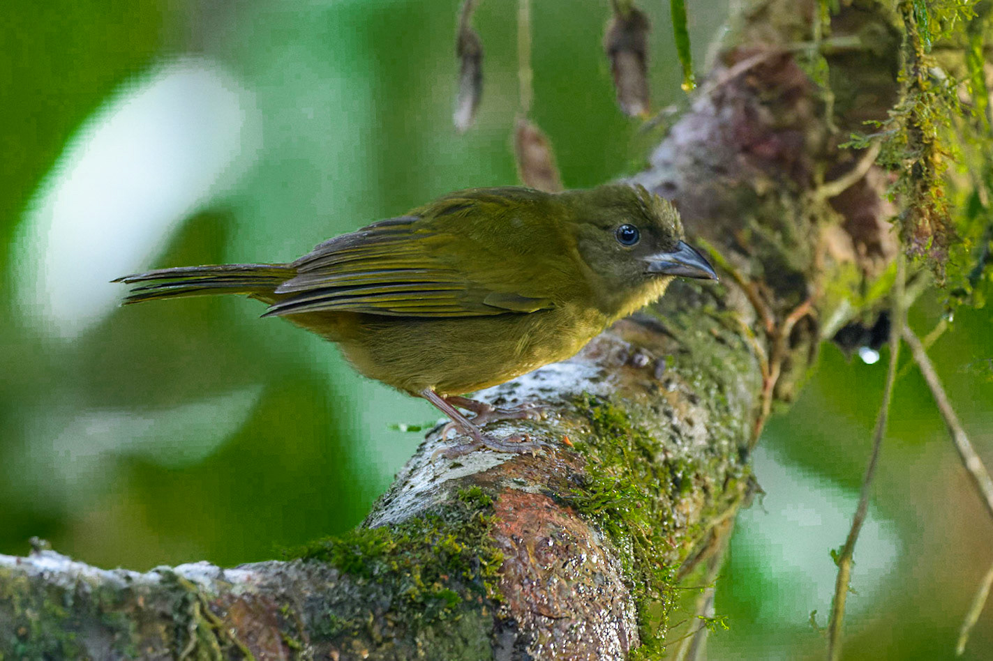 Ochre-breasted Tanager, Chlorothraupis stolzmanni