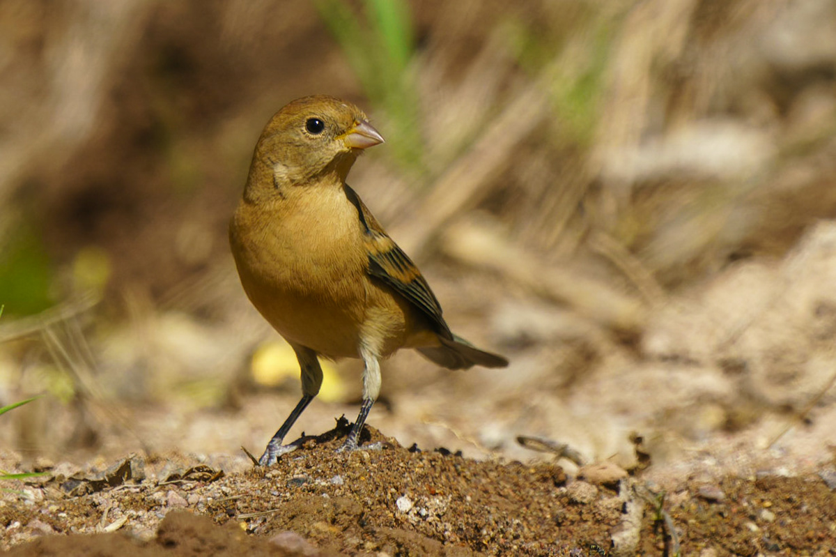 Lazuli Bunting (Female) , Passerina amoena