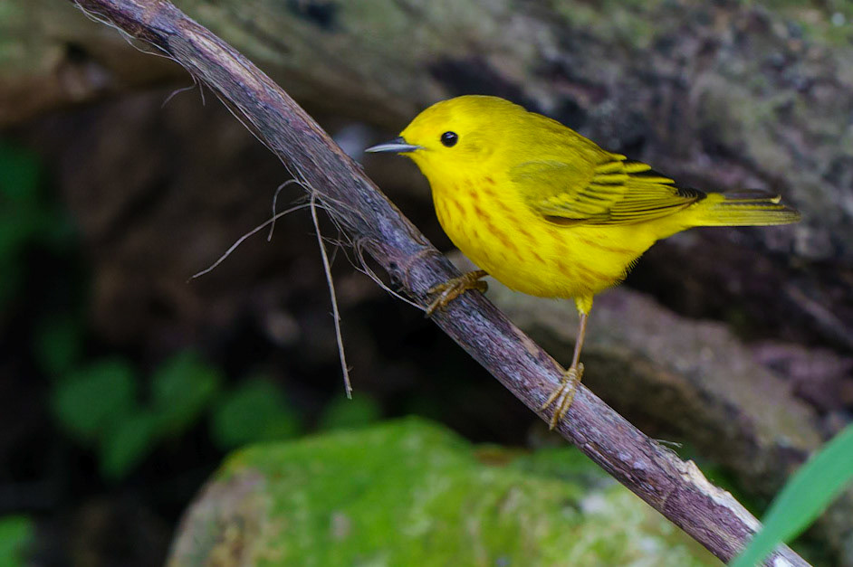 Yellow Warbler, Setophaga petechia