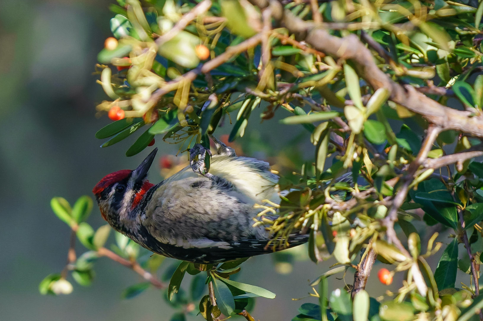 Red-naped Sapsucker (Male), Sphyrapicus nuchalis