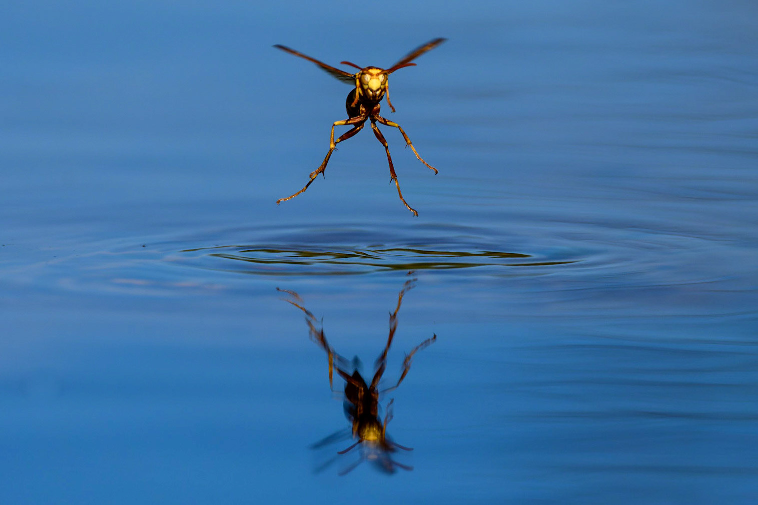 South Texas paper wasp, Polistes apachus
