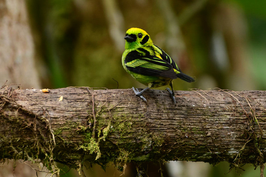 Emerald Tanager, Tangara florida