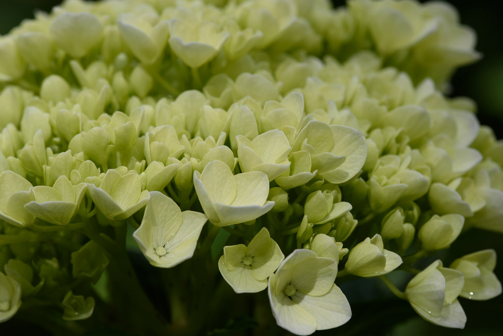 Mophead Hydgrangea, Hydrangea macrophylla