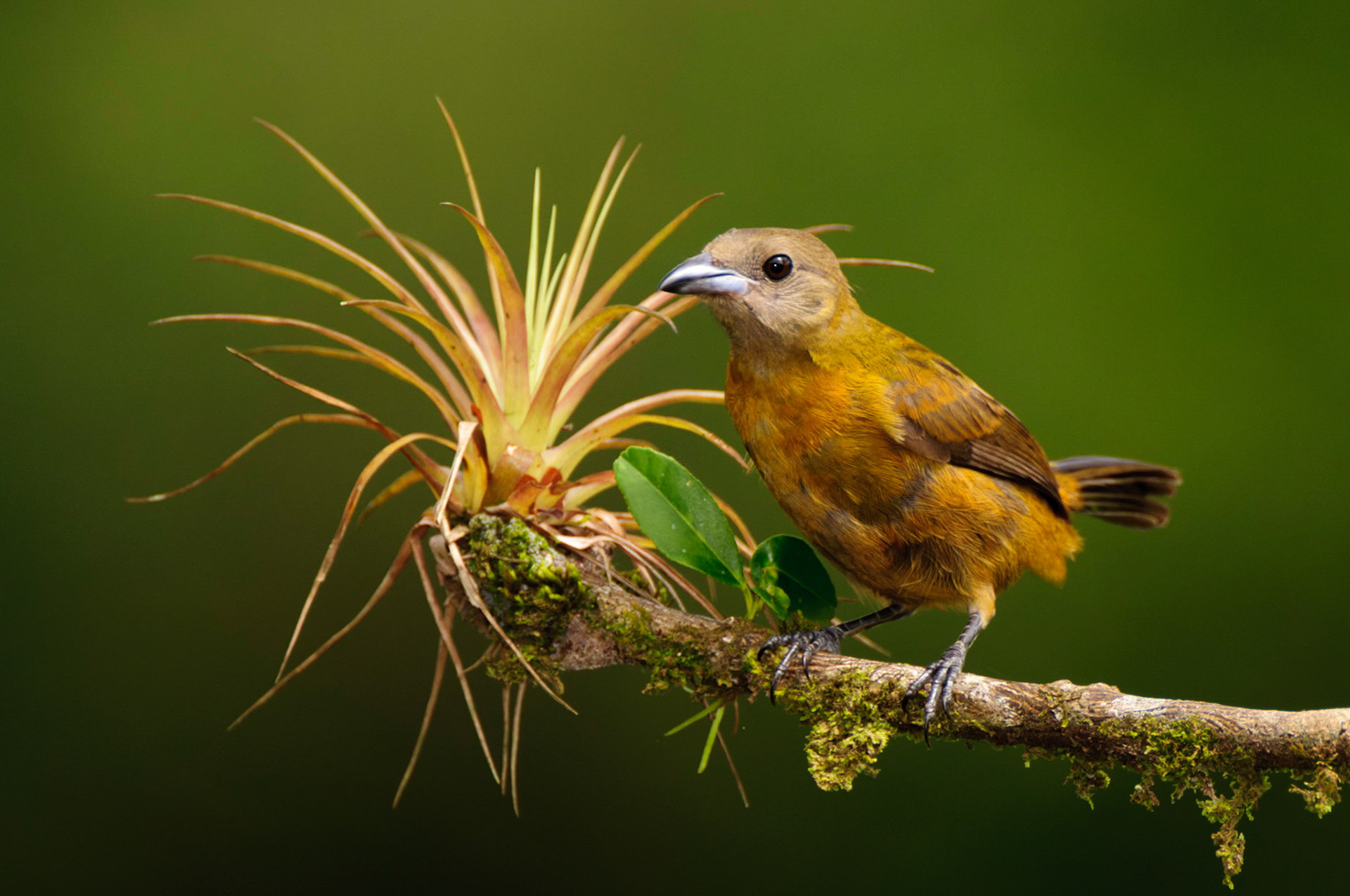 Scarlet-rumped Tanager, Ramphocelus passerinii
