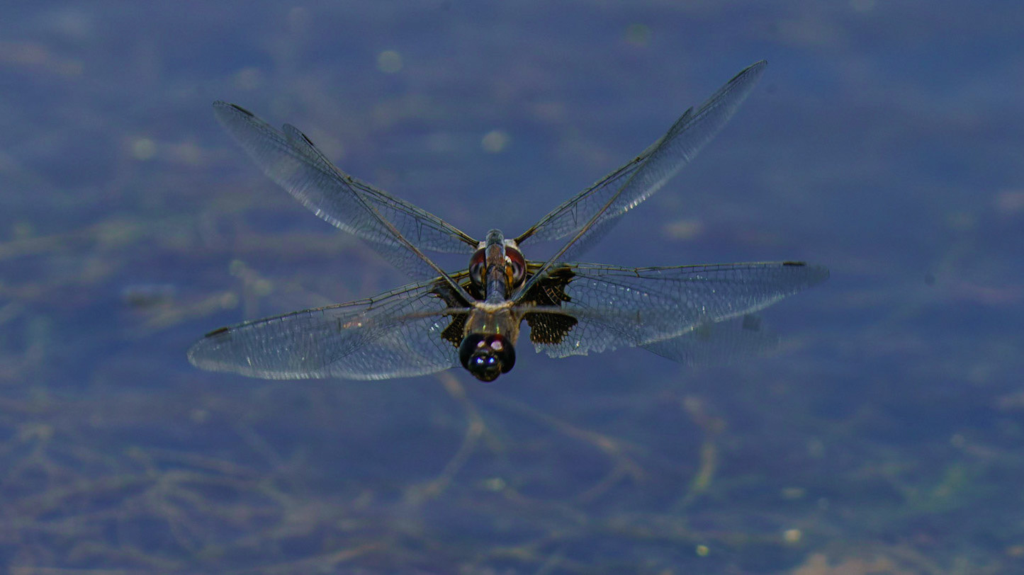 Black Saddlebags (Dragobfly),  Tramea lacerata
