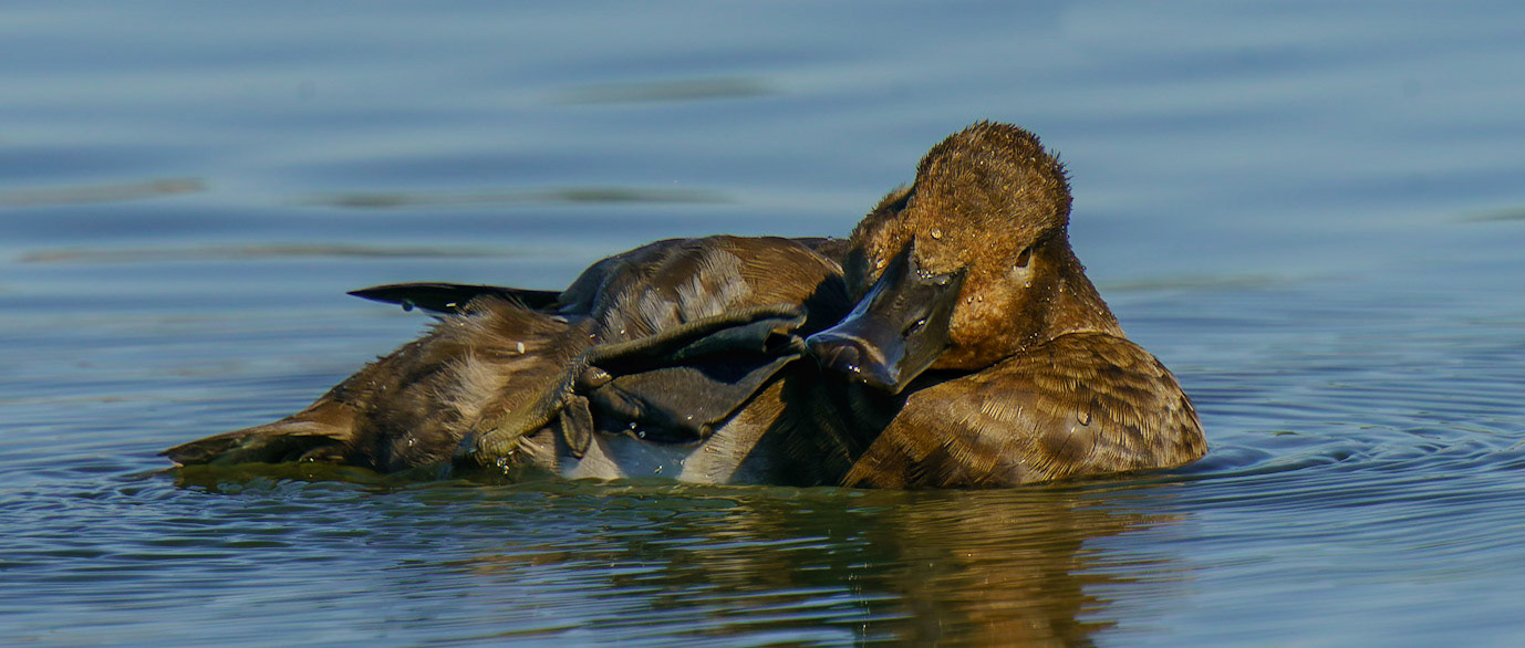 Ring-necked Duck (female), Aythya collaris