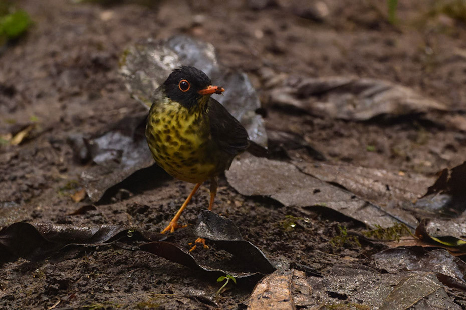 Spotted Nightingale-Thrush, Catharus dryas. Also Gould's Nightingale-Thrush