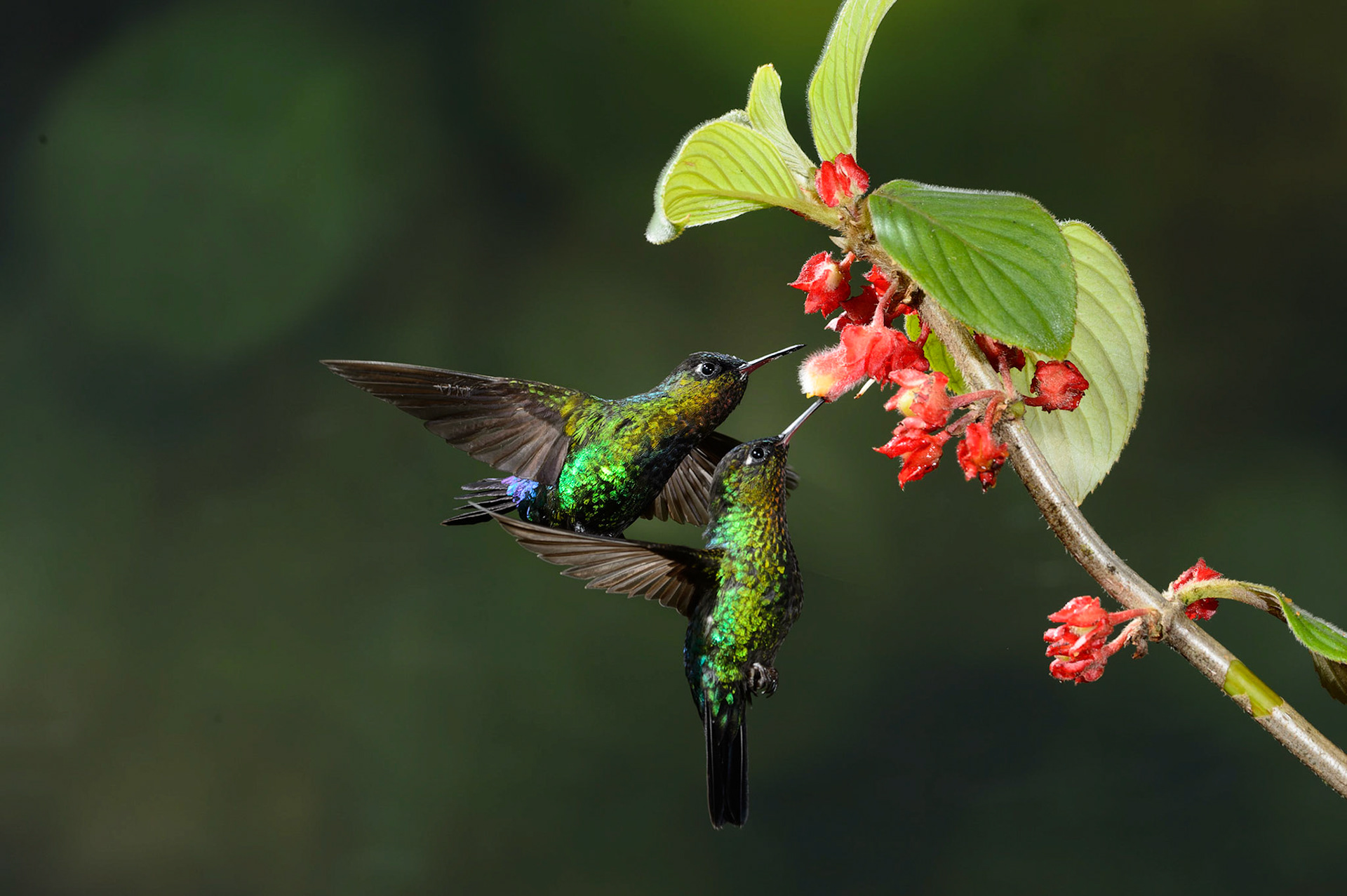 Fiery-throated Hummingbird, Panterpe insignis. also Irazu Hummingbird