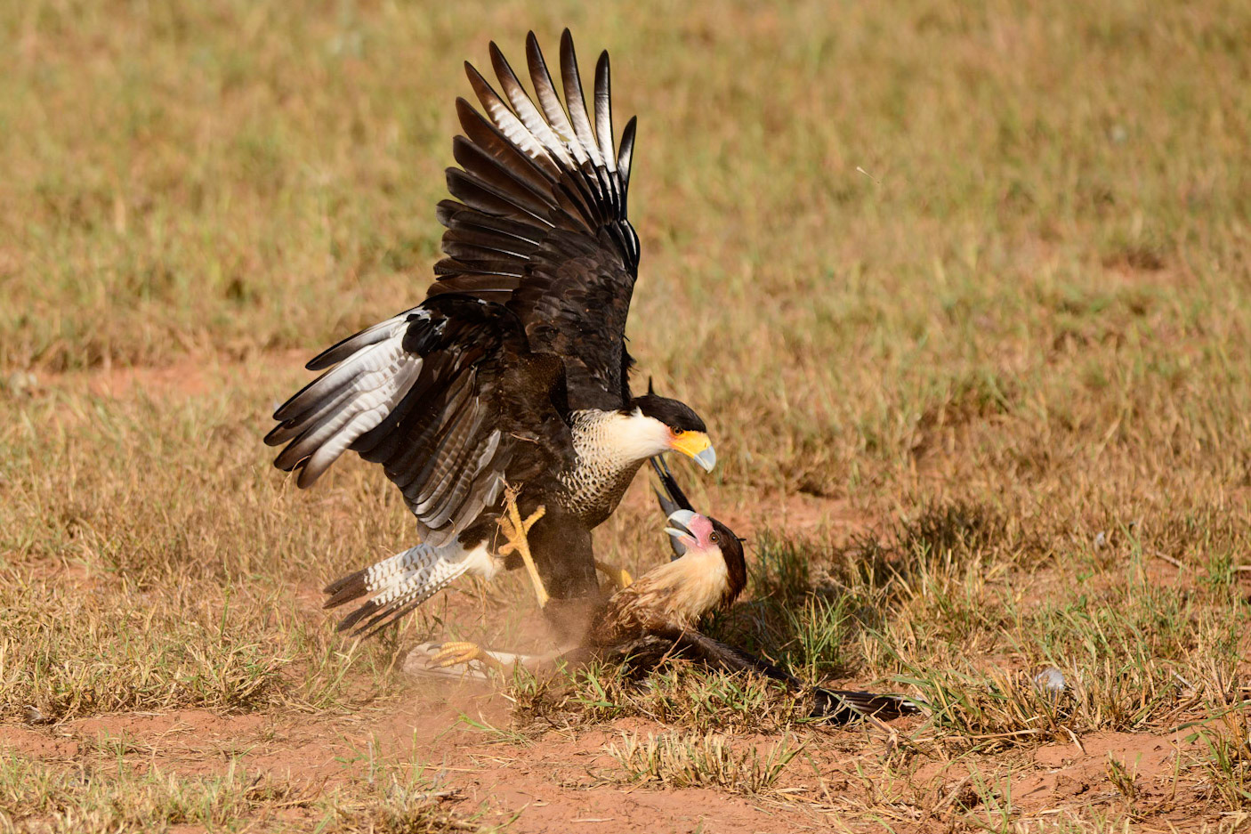 Crested Caracara, Caracara cheriway