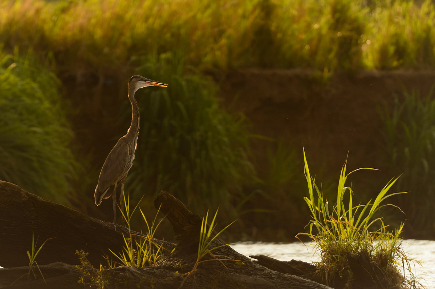 Green Heron, Butorides virescens