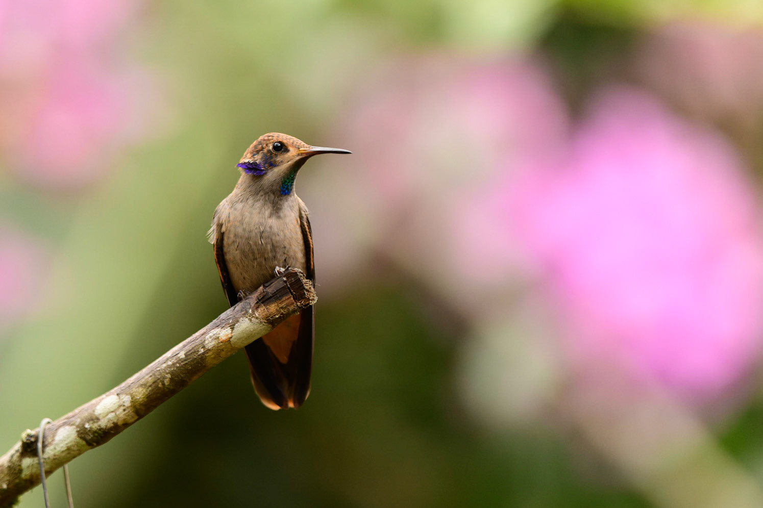 Brown Violetear, Colibri delphinae