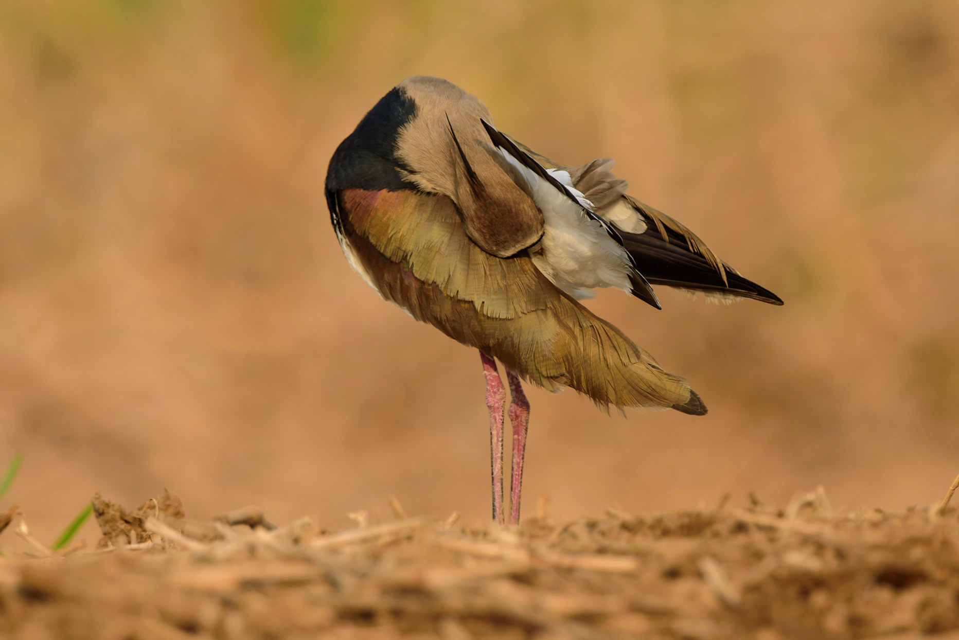 Southern Lapwing, Vanellus chilensis