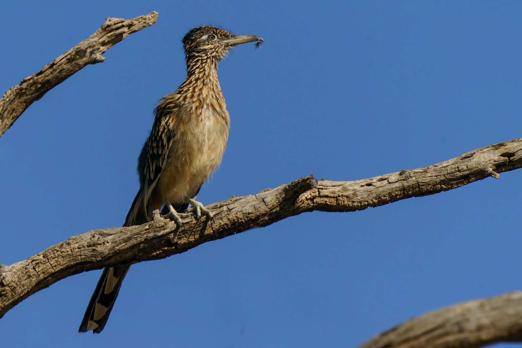 Greater Roadrunner, Geococcyx californianus