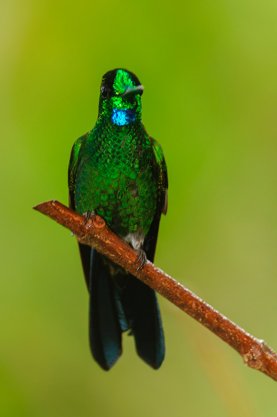 Green-crowned Brilliant, Heliodoxa jacula