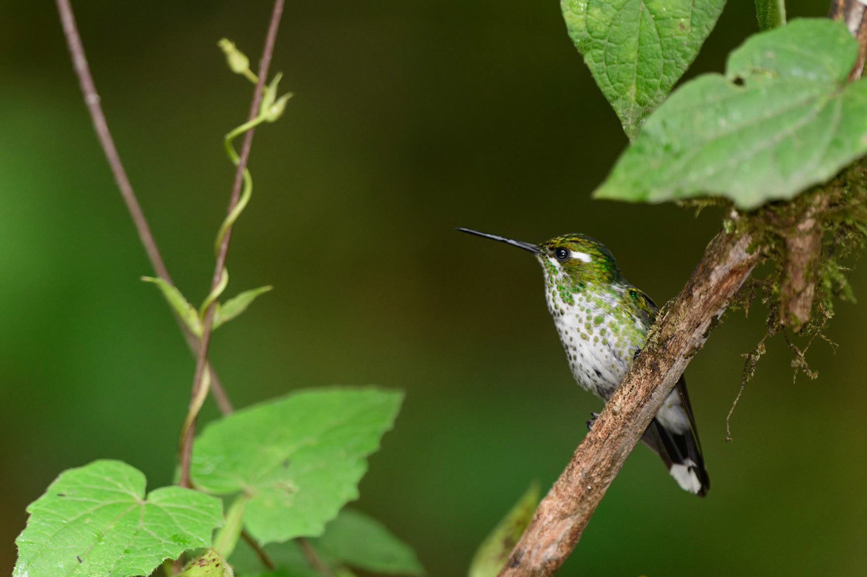 Empress Brilliant Heliodoxa imperatrix