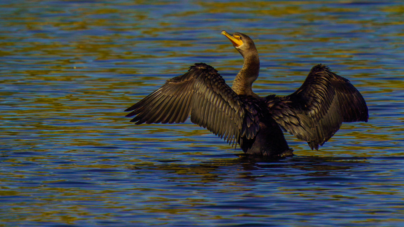 Double-crested Cormorant (Female), Nannopterum auritum