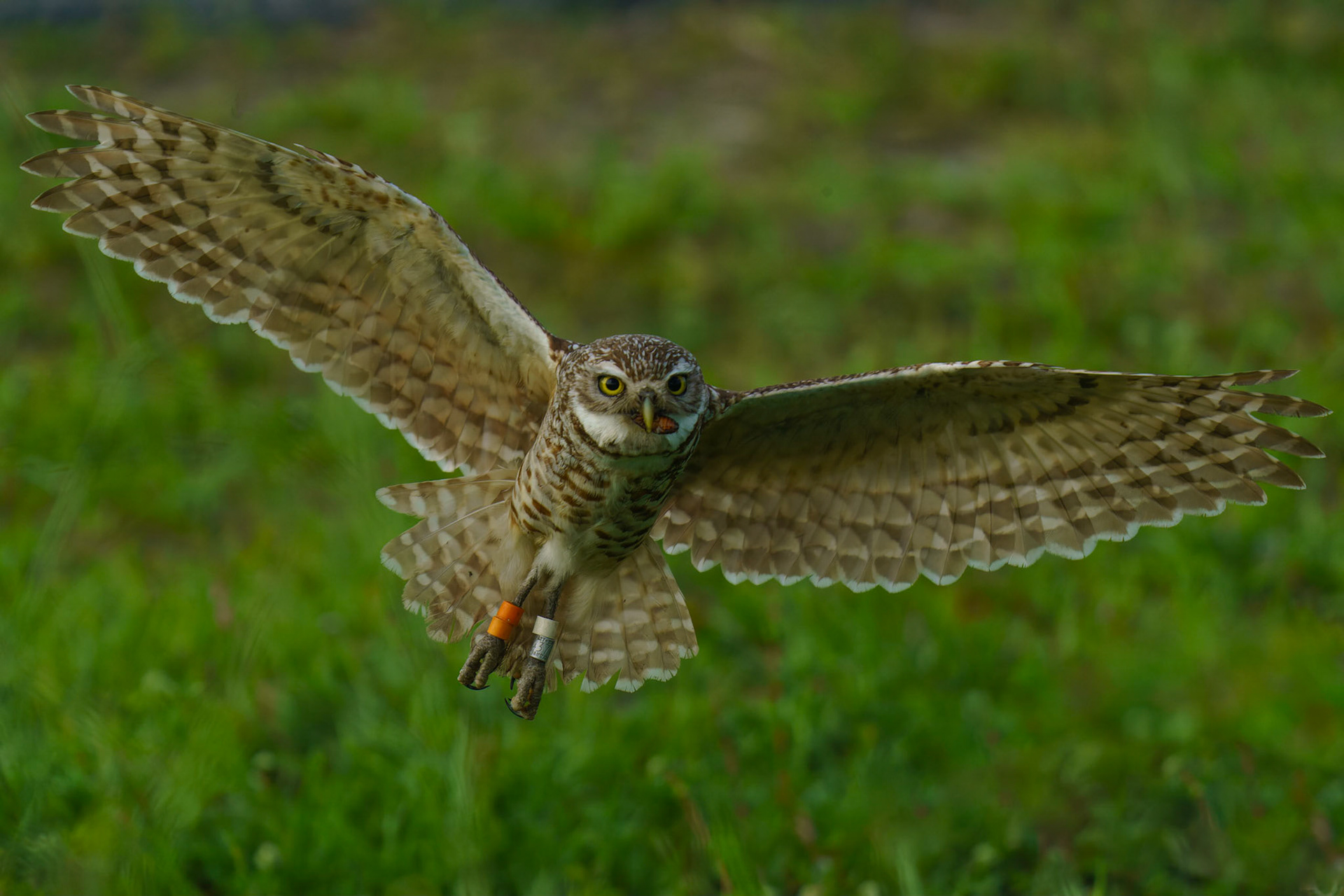 Burrowing Owl, Athene cunicularia