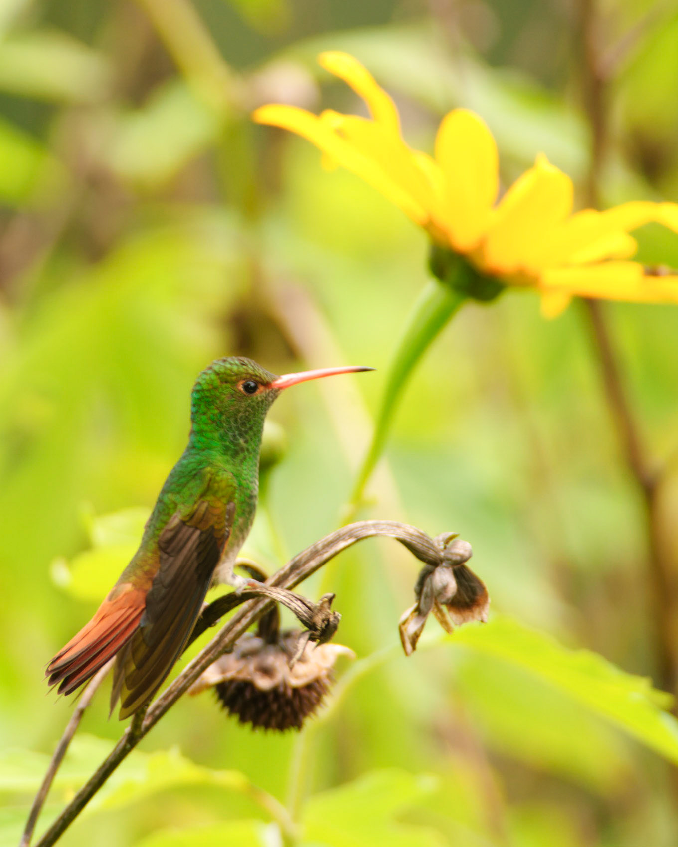 Rufous-tailed Hummingbird, Amazilia tzacatl
