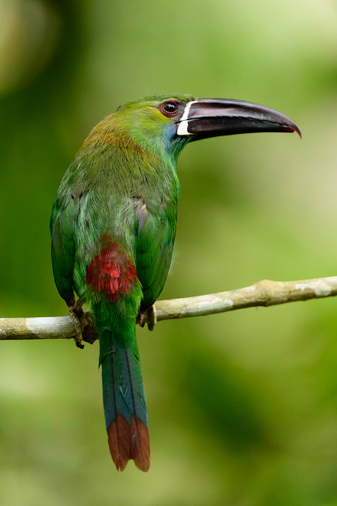 Crimson-rumped Toucanet, Aulacorhynchus haematopygus