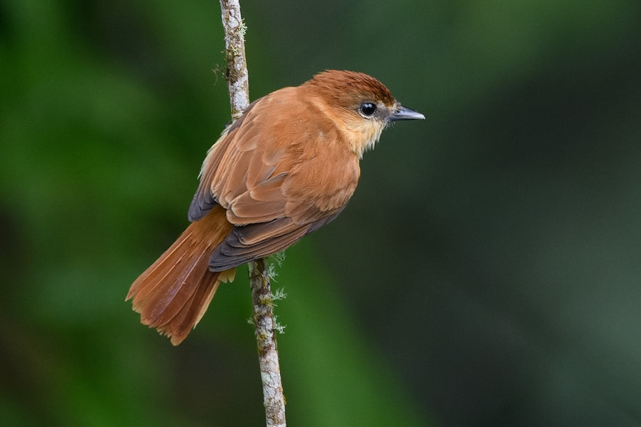 One-colored Becard, Pachyramphus homochrous