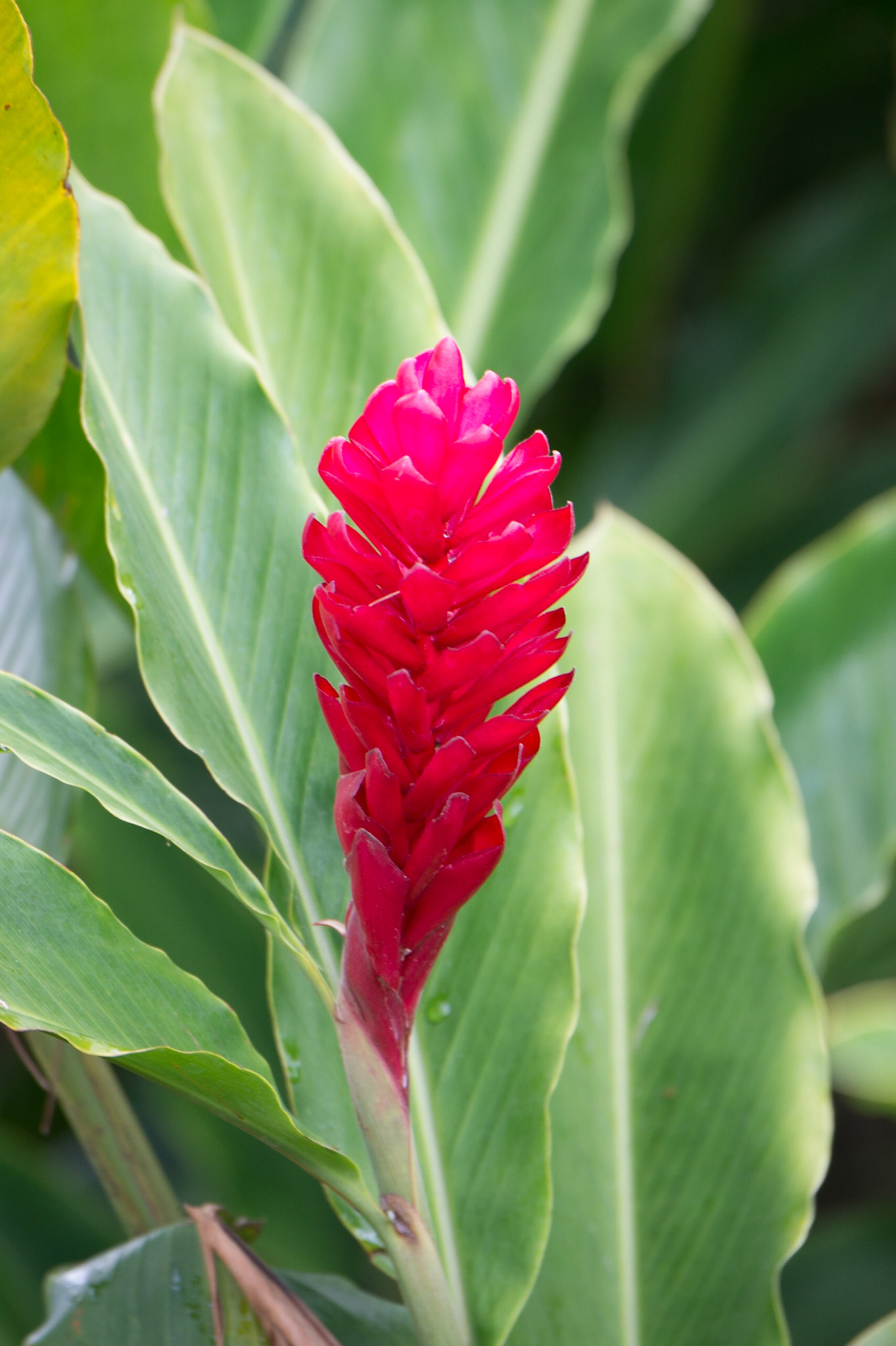 Red Ginger, Alpinia purpurata