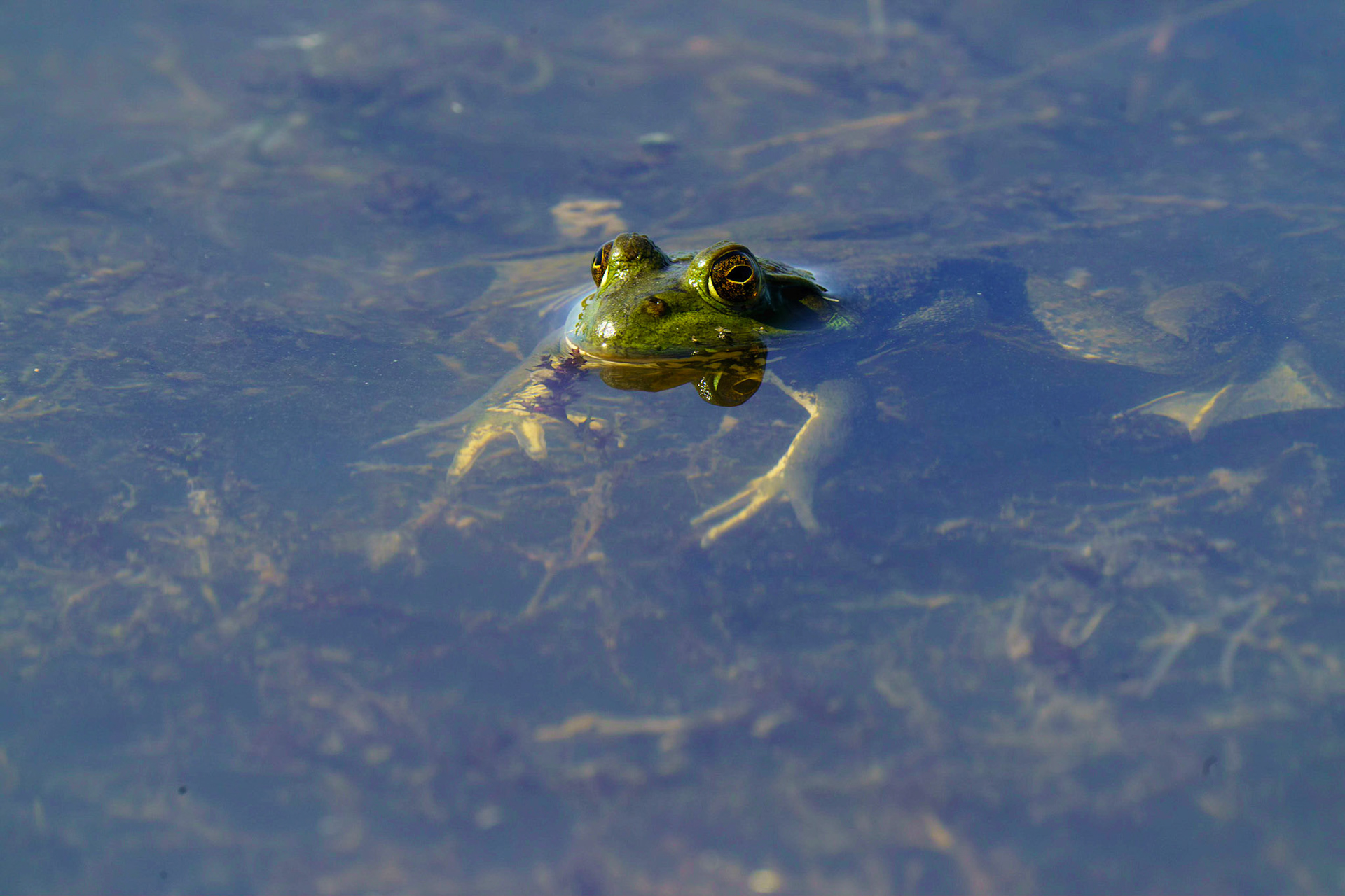 American bullfrog, Lithobates catesbeianus