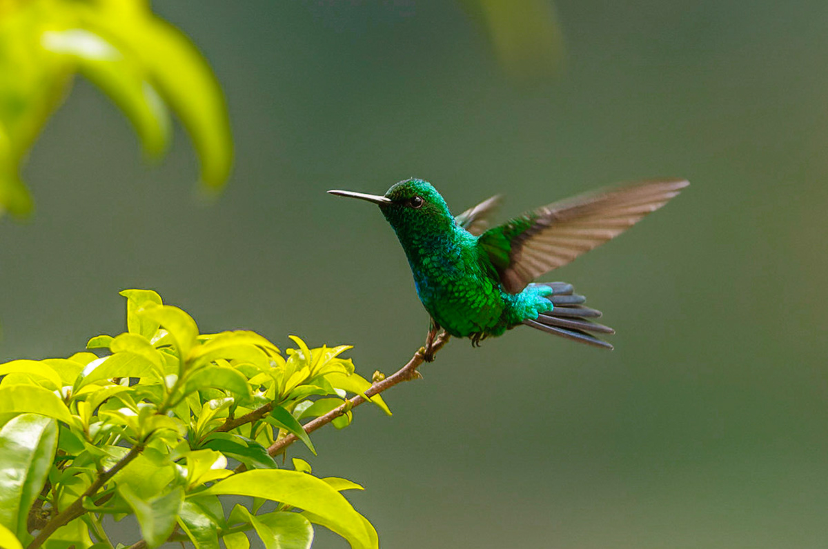 Western Emerald, Chlorostilbon melanorhynchus
