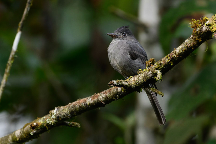 Smoke-colored Pewee, Contopus fumigatus
