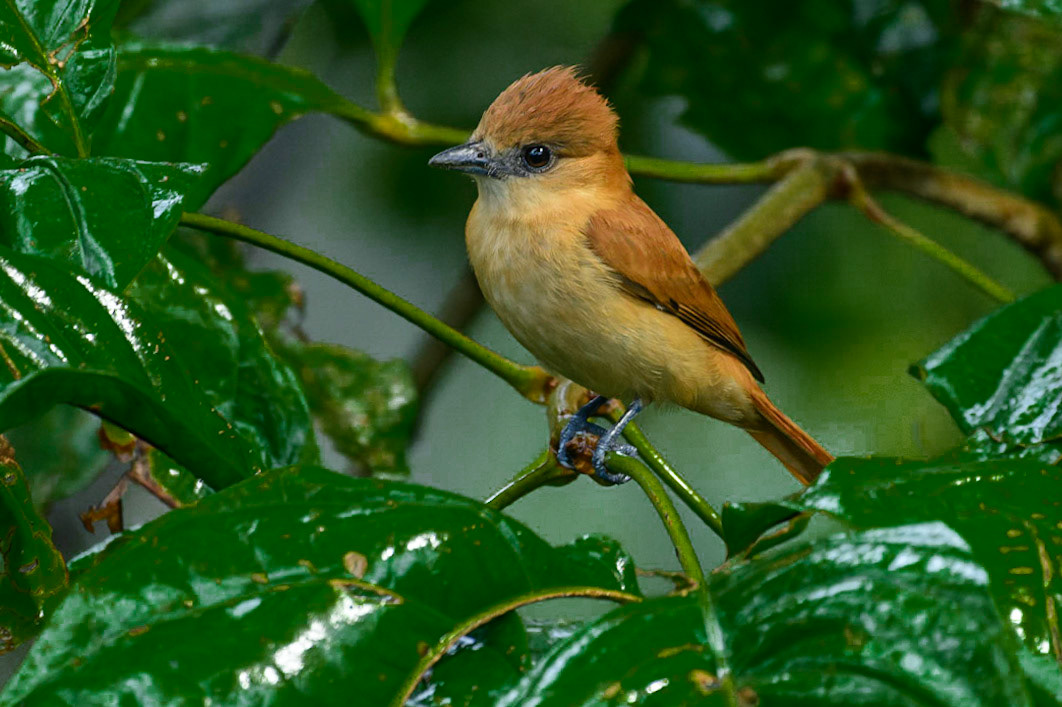 One-colored Becard, Pachyramphus homochrous