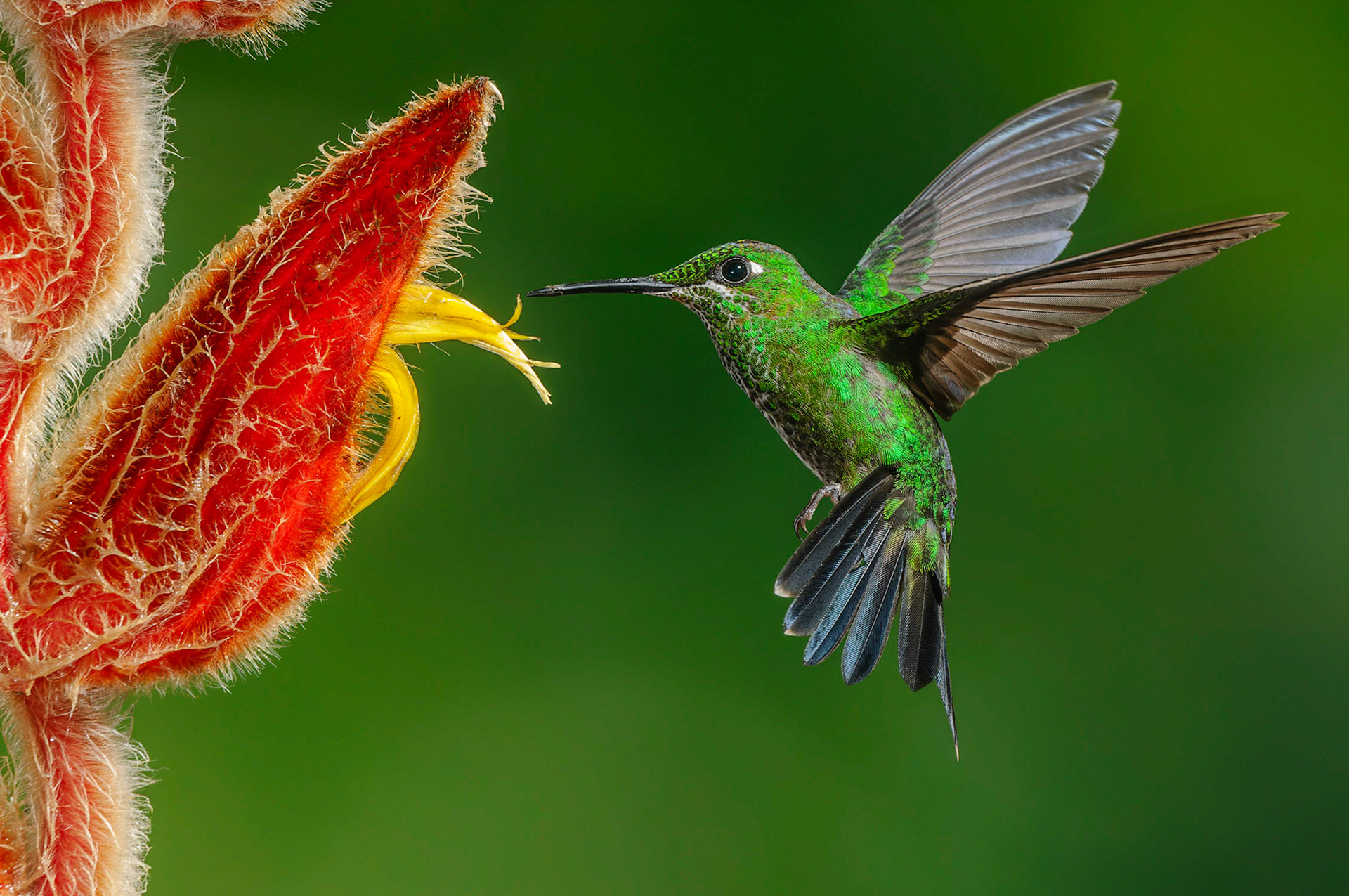 Green-crowned Brilliant Hummingbird, Heliodoxa jacula pollinating Heliconia, Heliconia mutisiana