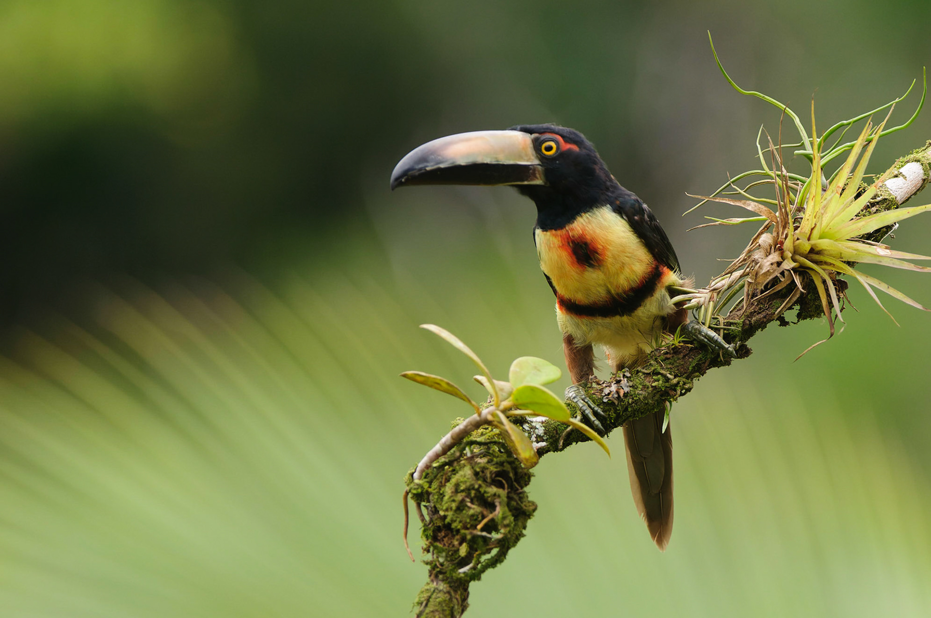 Collared Aracari, Pteroglossus torquatus