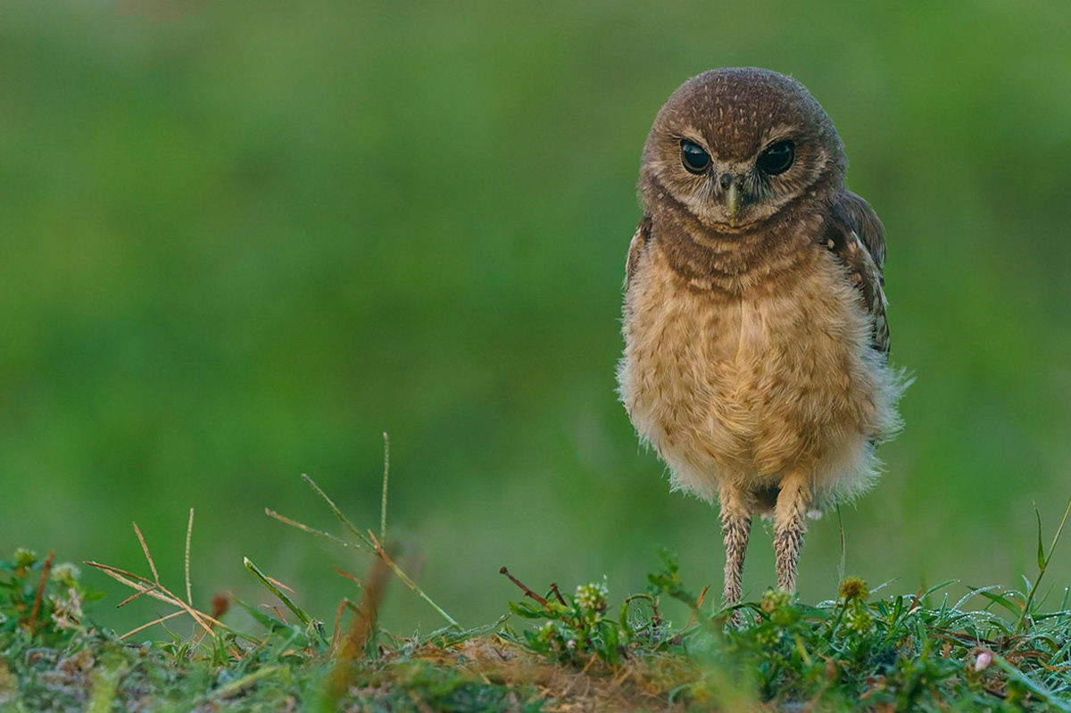 Burrowing Owl, Athene cunicularia