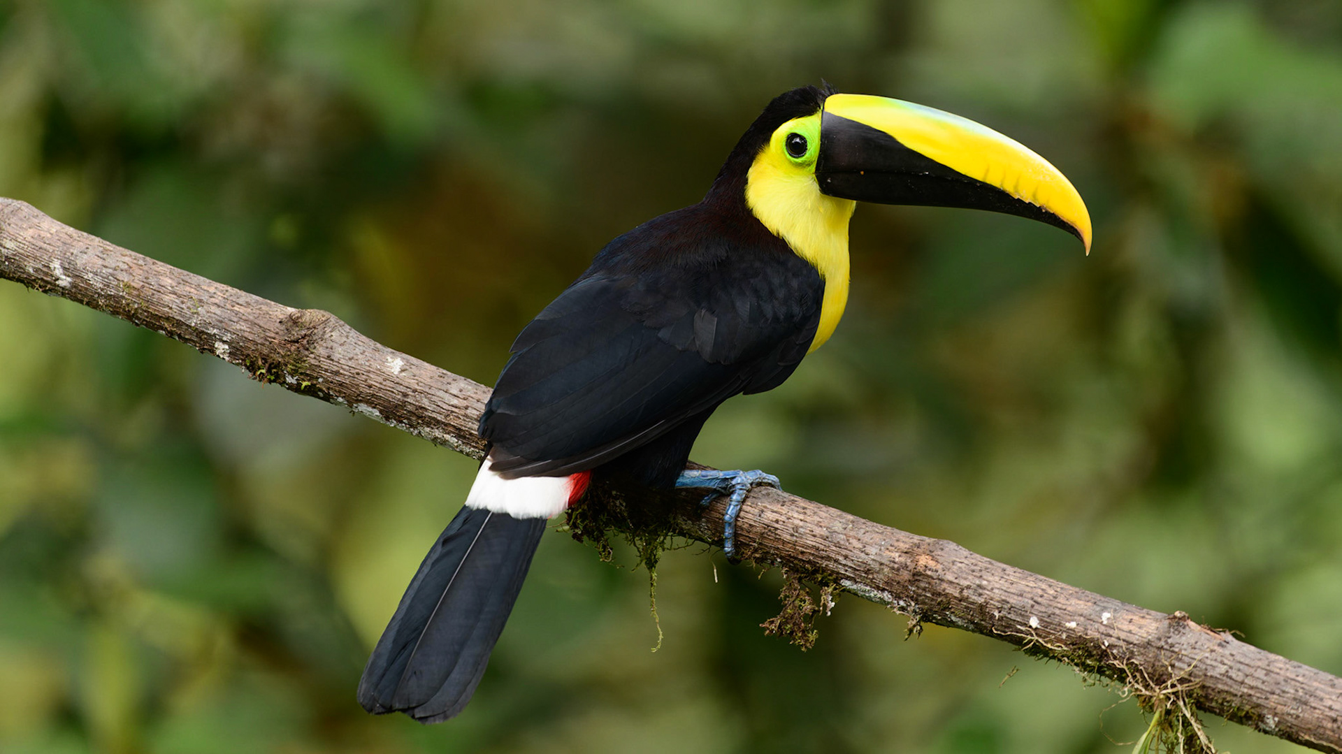 Choco Toucan, Ramphastos brevis