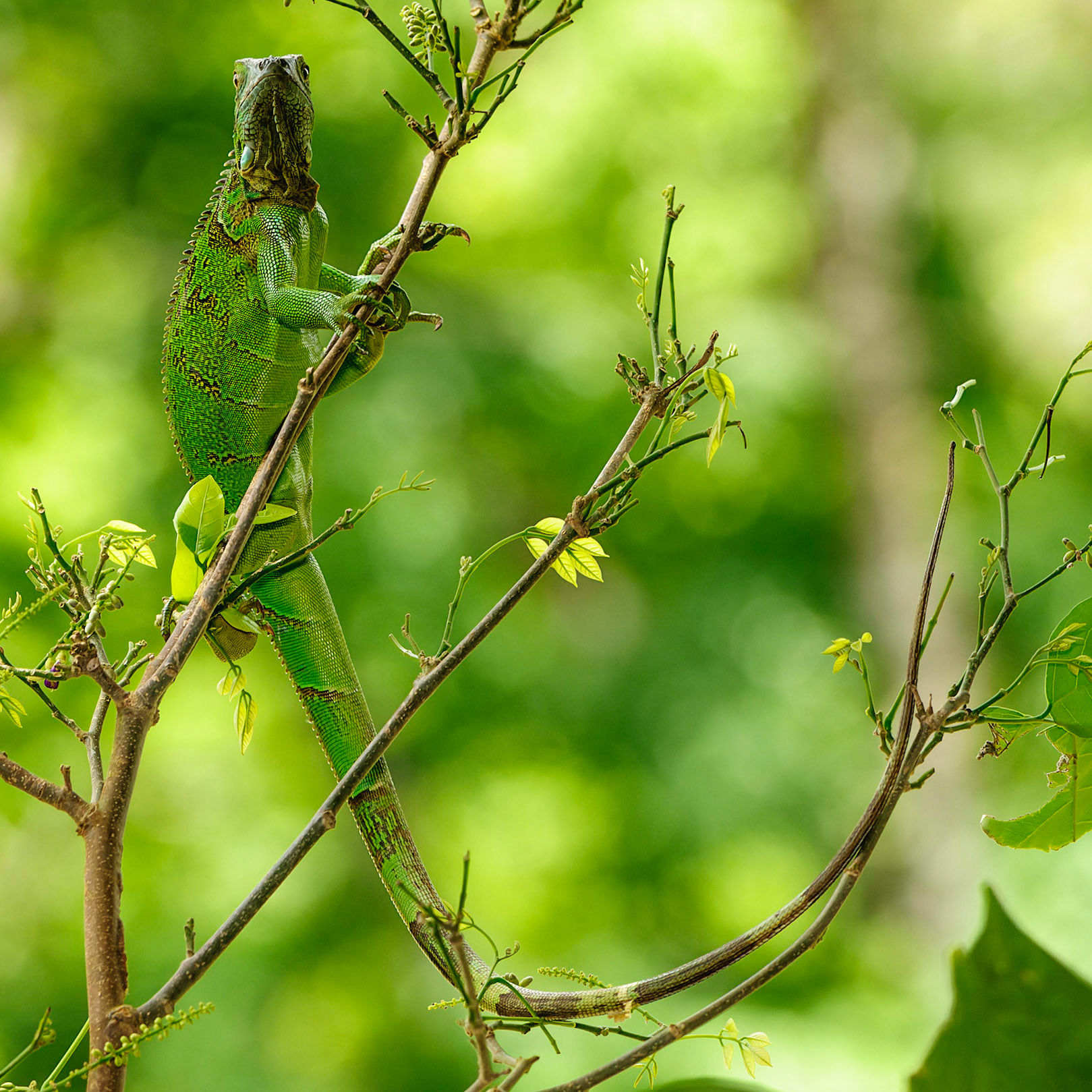 Green Iguana, Iguana iguana