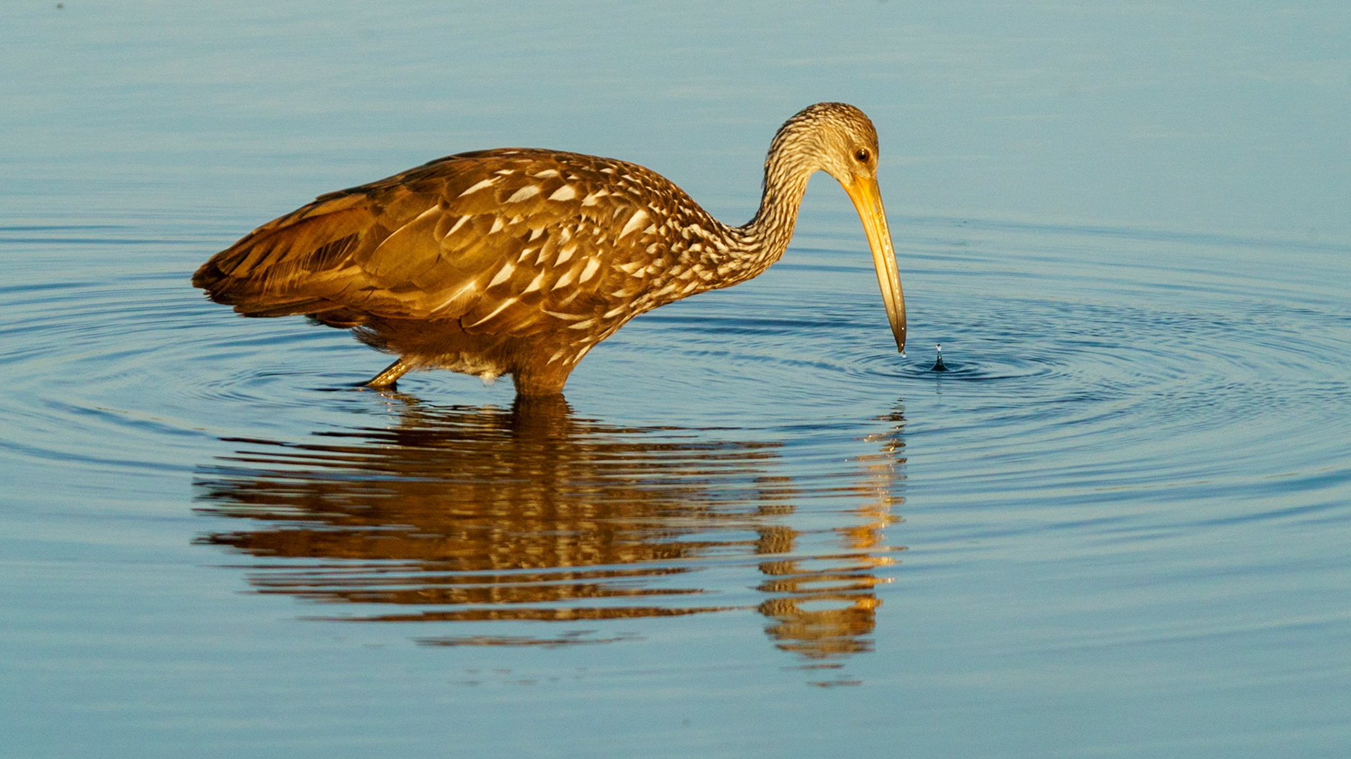 Limpkin, Aramus guarauna