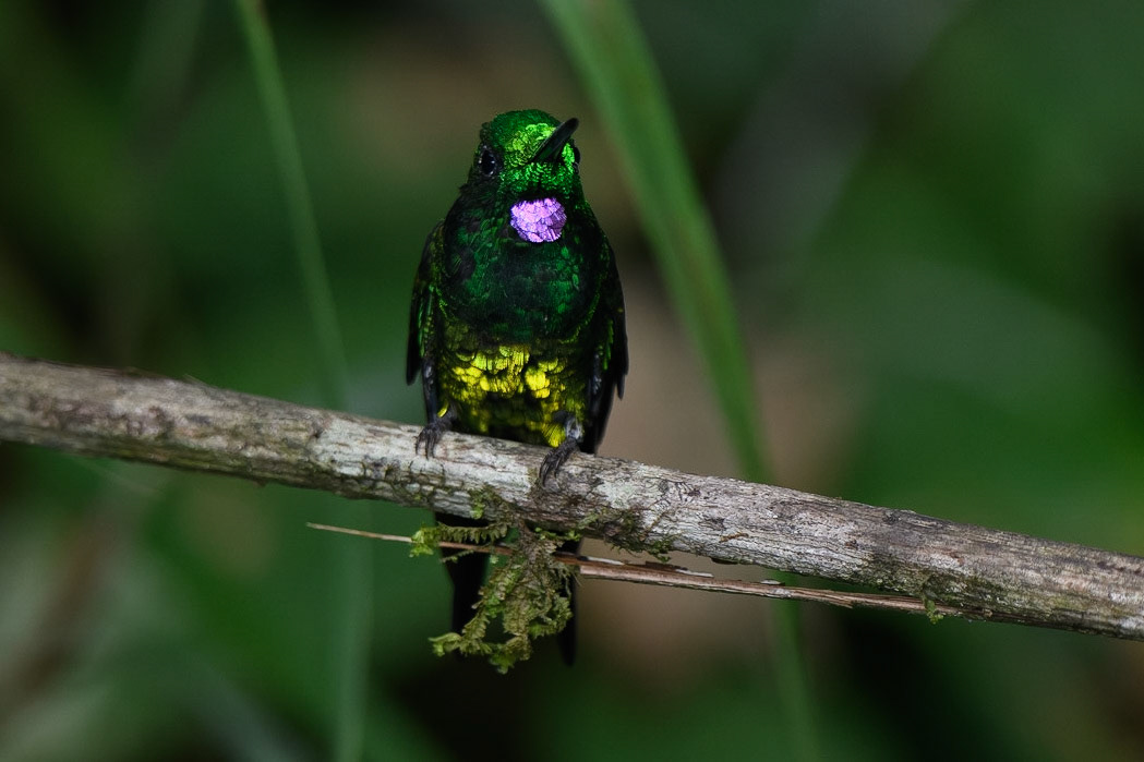 Empress Brilliant Heliodoxa imperatrix
